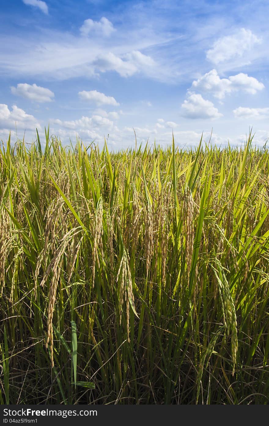 Rice field in nature with blue sky