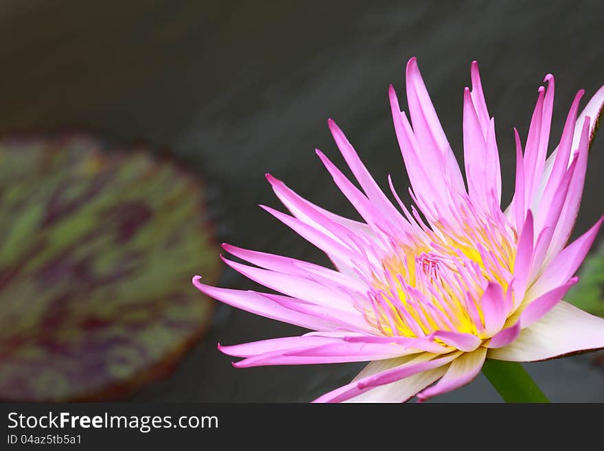 Water lily, lotus