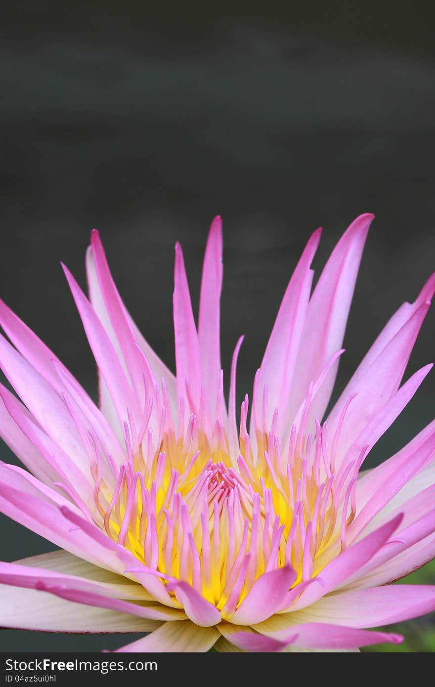 Water lily, lotus