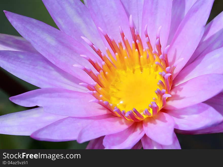 Water lily, lotus