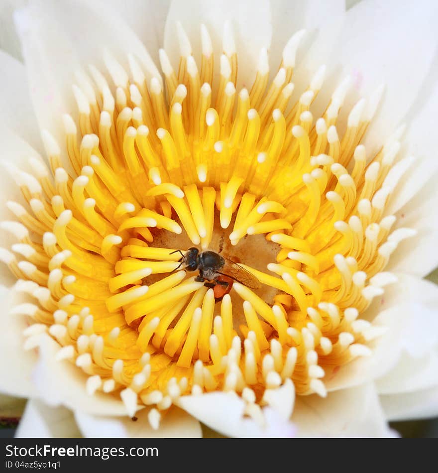 Water lily, lotus in nature