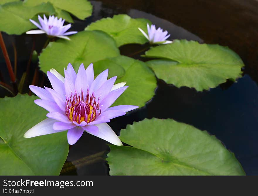 Water lily, lotus in nature