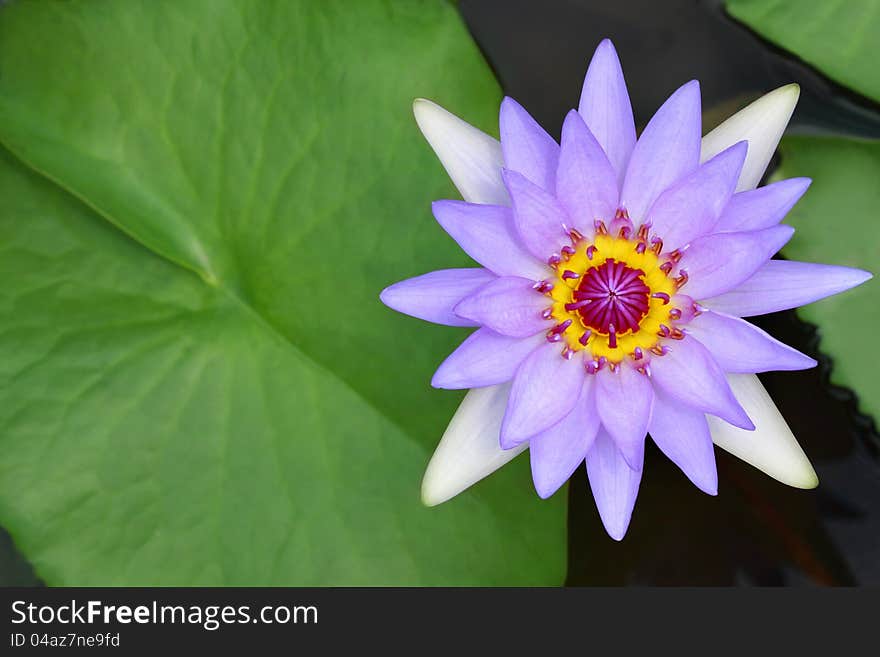 Water Lily, Lotus