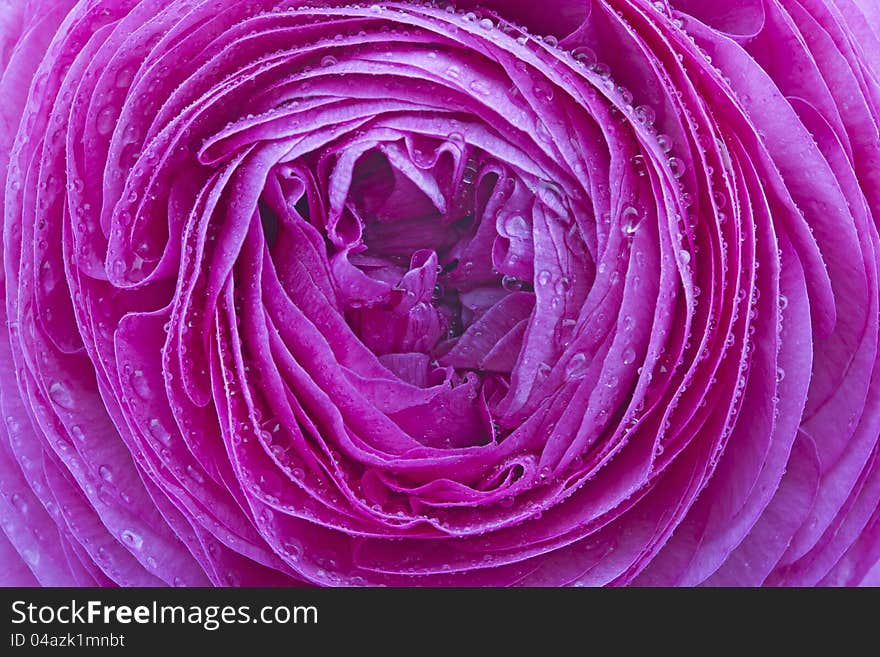 Ranunculus Asiaticus Flower with drops of water