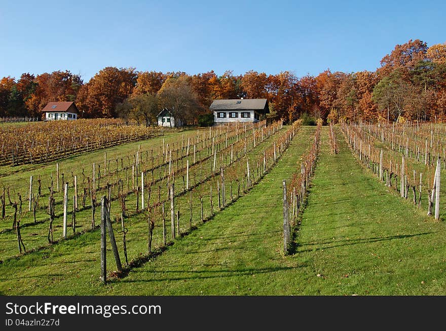 Vineyard In Burgerland, Austria