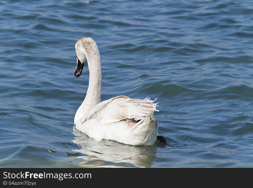 Young White Swan