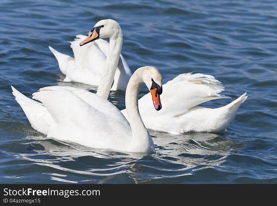 White swan, symbol of love and grace. White swan, symbol of love and grace.