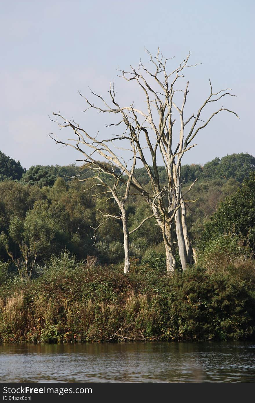 A Group of Dead Trees on the Edge of a Lake. A Group of Dead Trees on the Edge of a Lake.