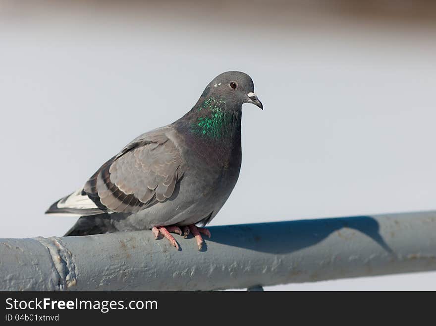 Gray pigeon on a handrail close up. Gray pigeon on a handrail close up