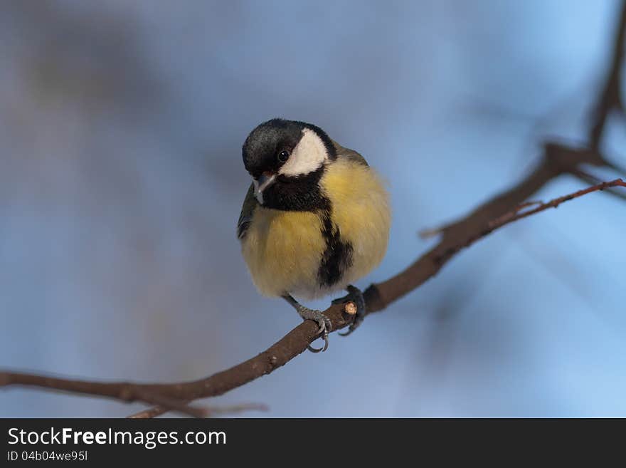 Titmouse