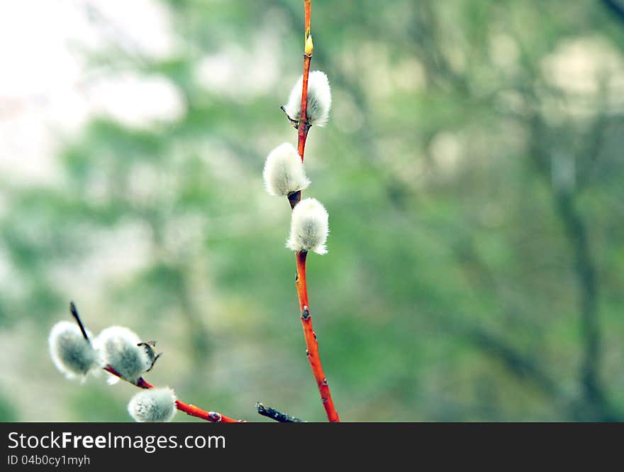 Pussy willow branch