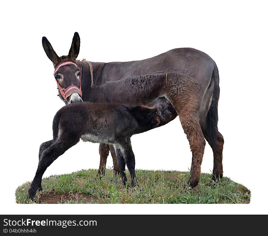 A baby donkey, five days old, sucking his mother's milk. Isolated on white. A baby donkey, five days old, sucking his mother's milk. Isolated on white.