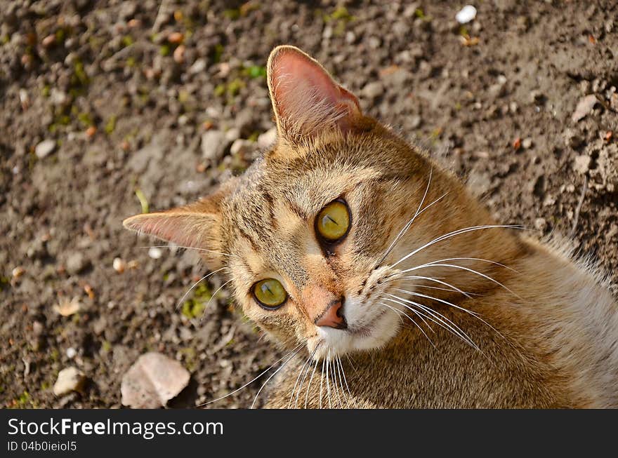 Detail of a brown cat head. Detail of a brown cat head