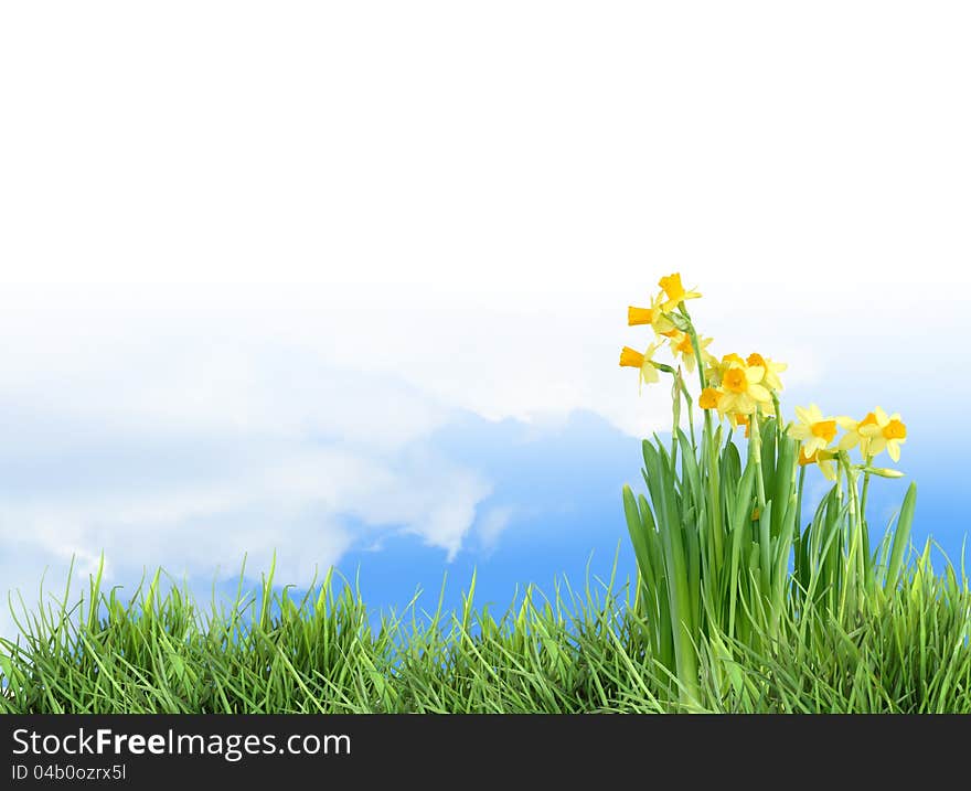 Ecology concept. Nature background with grass and flowers against blue sky