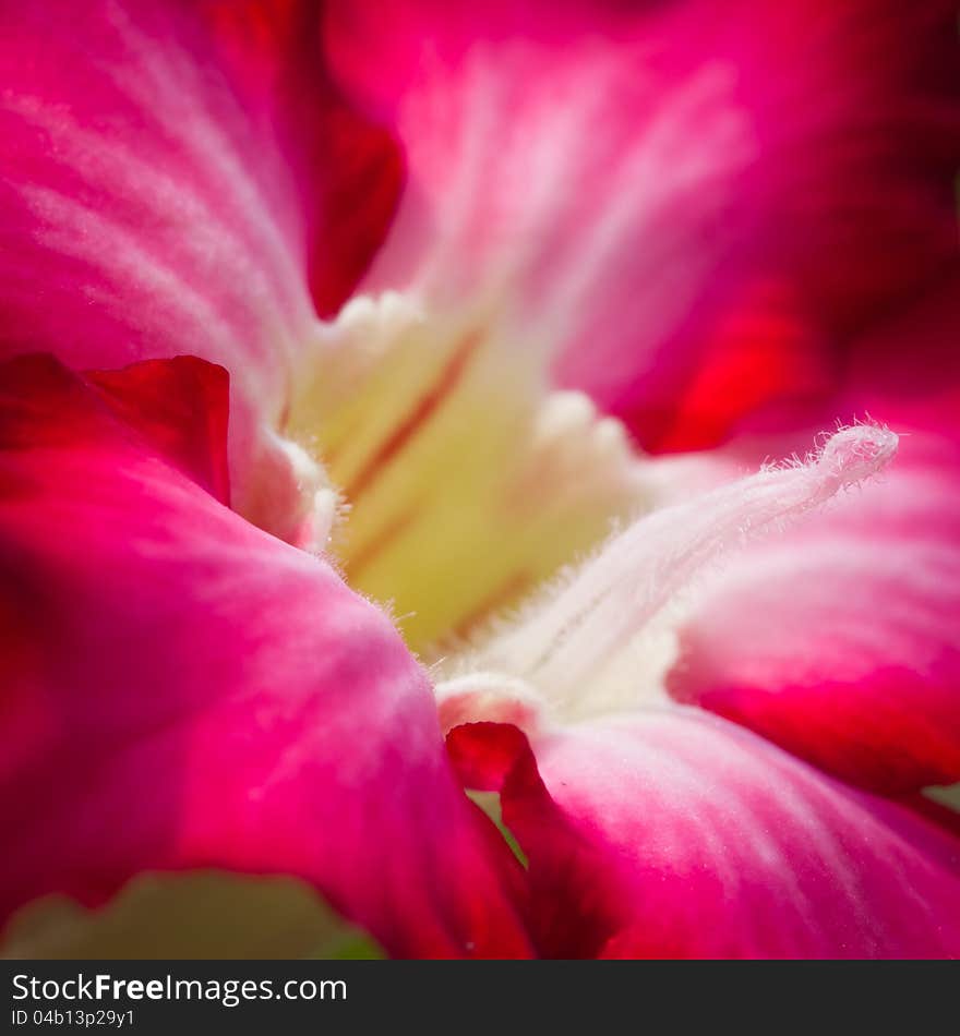 Pink Bigononia or Desert Rose's pollen, macro shot. Pink Bigononia or Desert Rose's pollen, macro shot