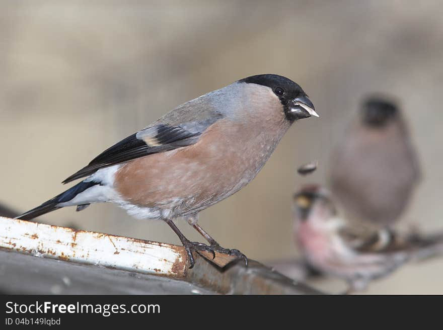 Chaffinch female on roof eatting seed. Chaffinch female on roof eatting seed