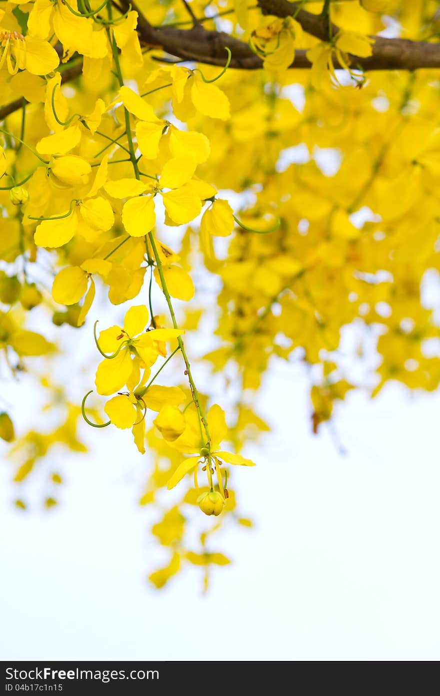 Golden Shower Tree