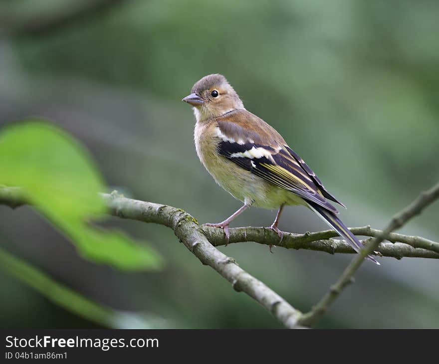 Chaffinch Female