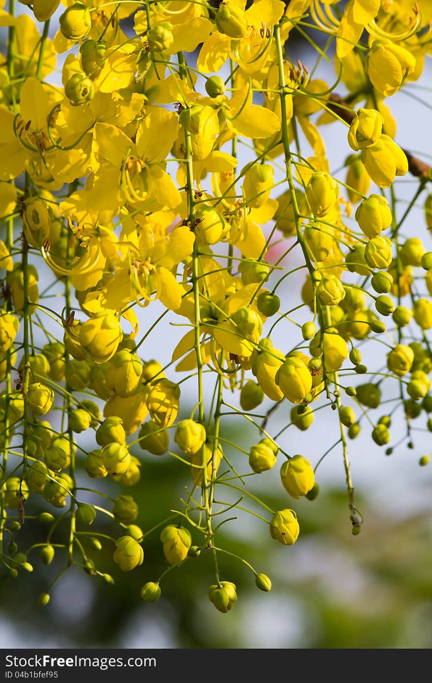 Golden Shower Tree