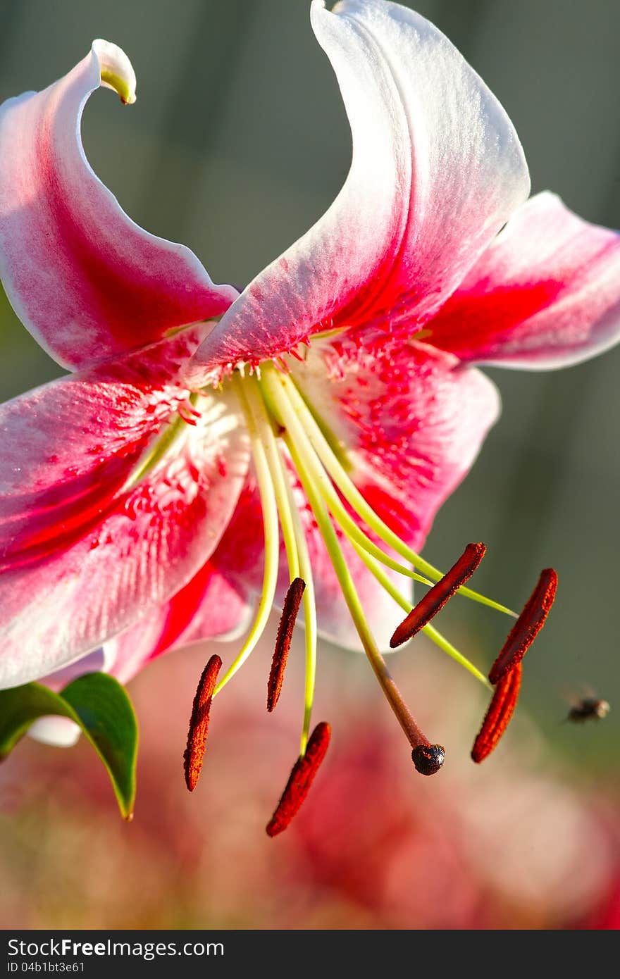 White-red lily