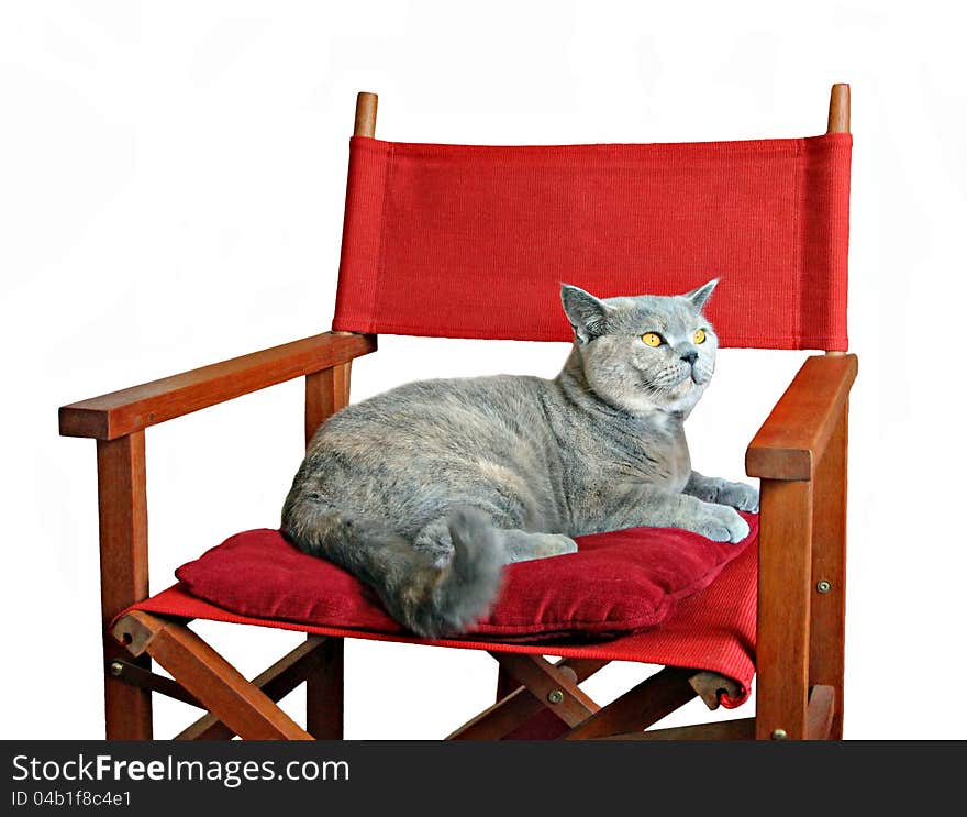 Photo of a pedigree british shorthair cat looking very proud as she relaxes on her favourite chair!. Photo of a pedigree british shorthair cat looking very proud as she relaxes on her favourite chair!