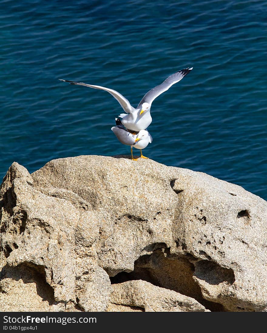 Seagulls