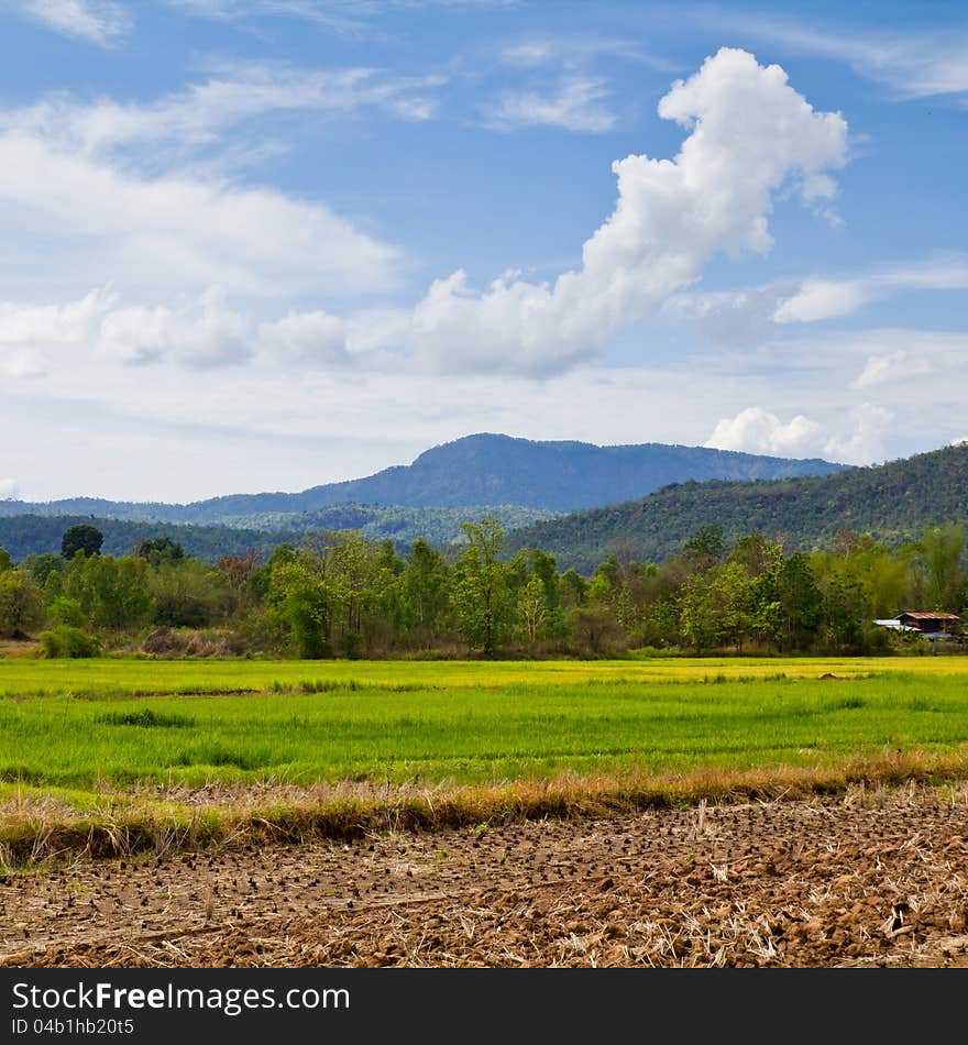 Paddy farmland and mountain in countryside of Thailand