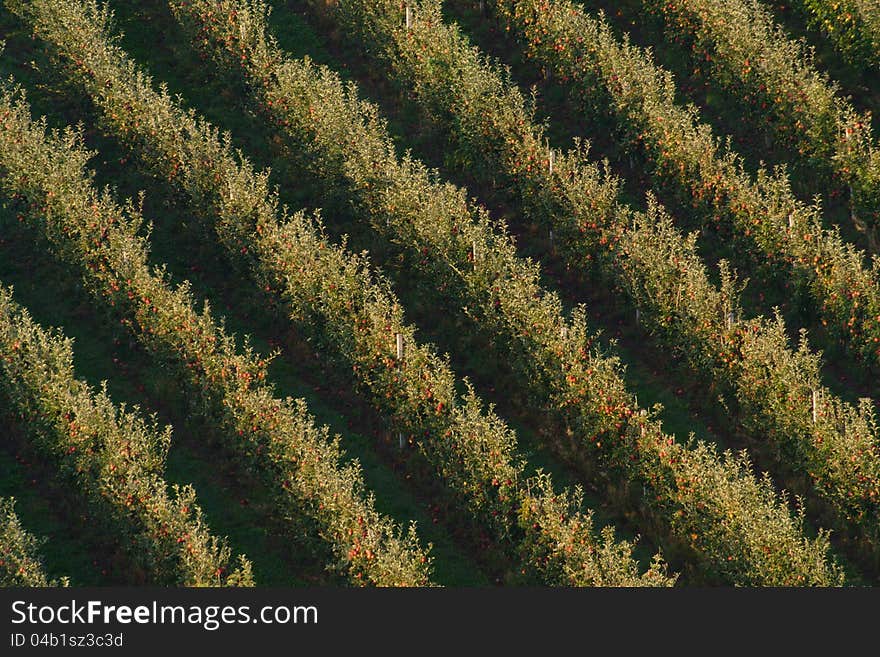 Orchard with apple trees with red apples in autumn