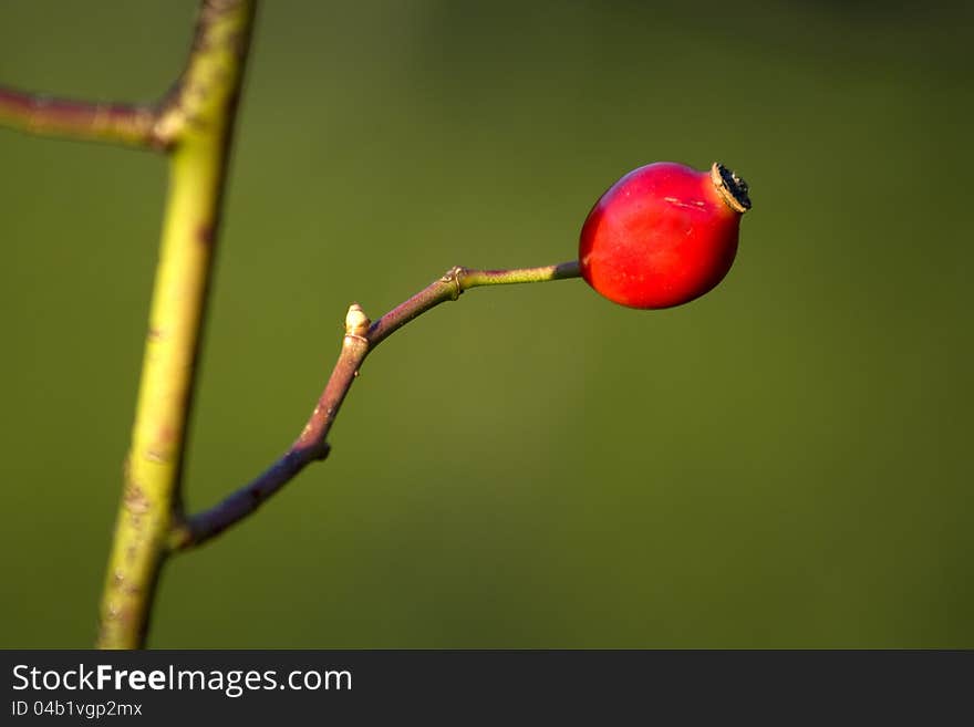 Red berries hip, hip berries on a green background, detail of red fruit separated from the background, medicinal plant, rosehip fruit tea production