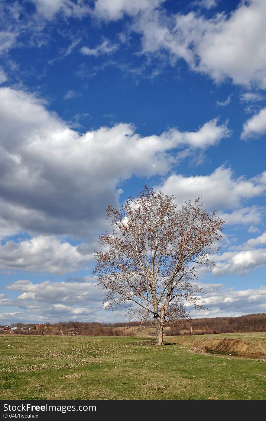 Tree spring