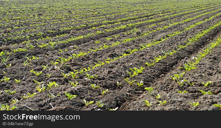 Rows Of Green Seedling