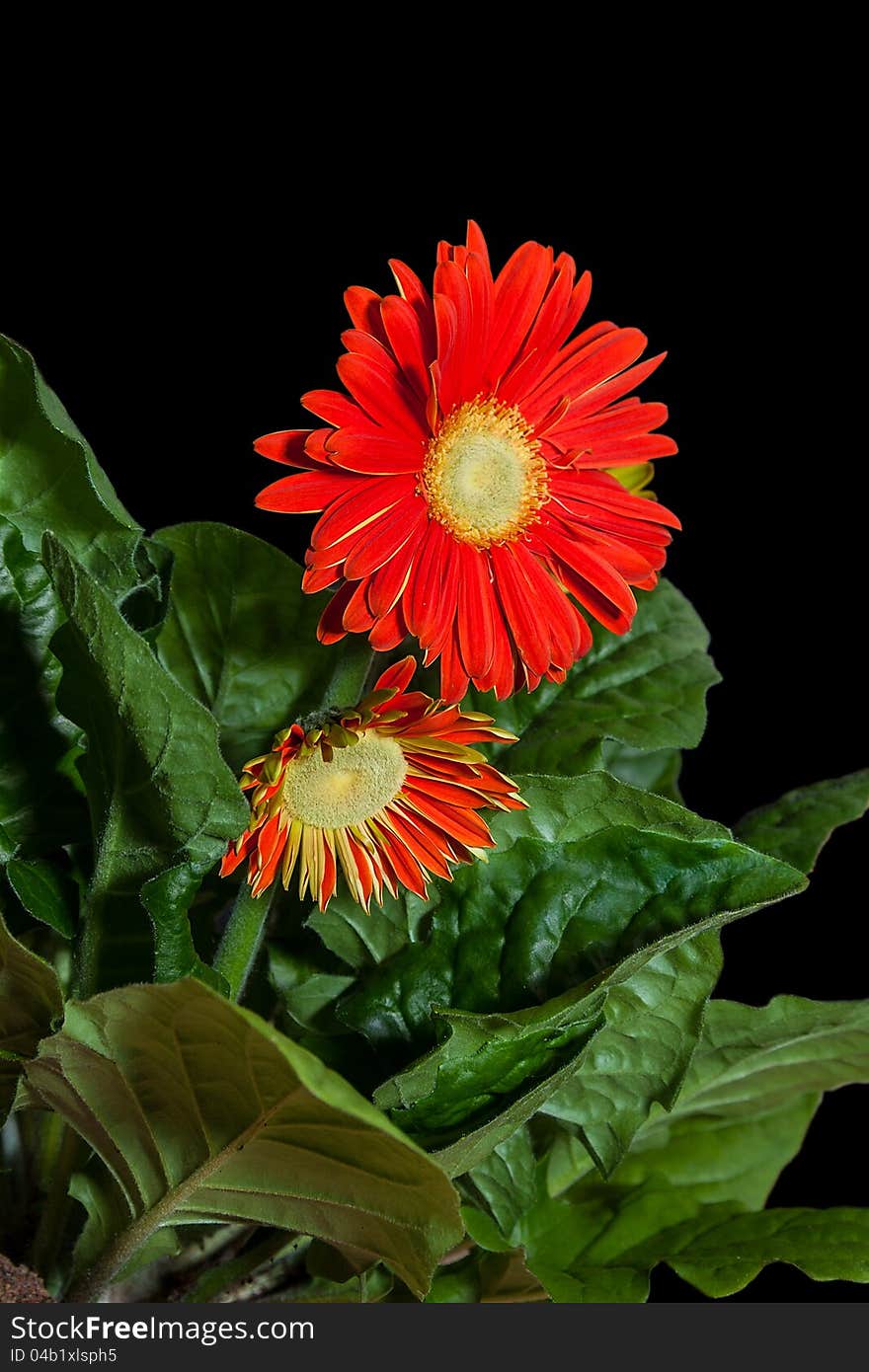 Red gerbera