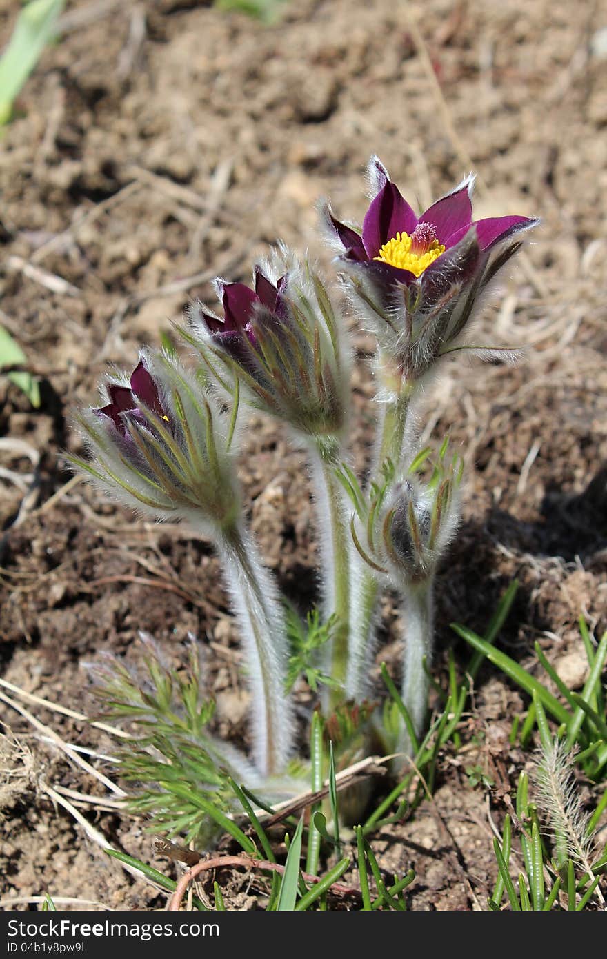 Pasqueflower - pulsatilla