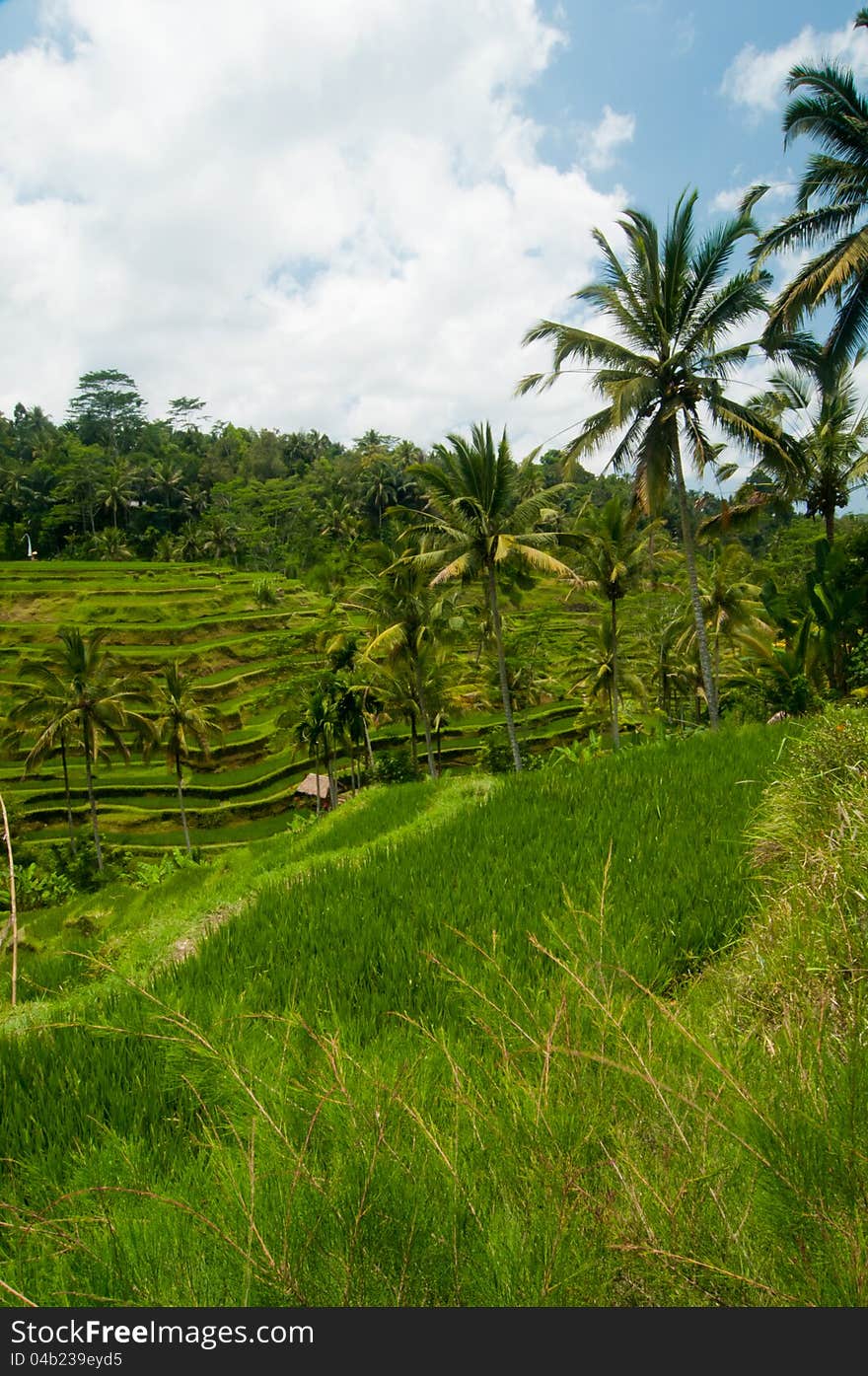 Rice terrace in Bali