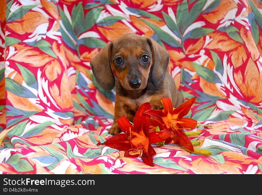 Portrait of short-haired red dachshund puppy with lilies on a floral backdrop. Portrait of short-haired red dachshund puppy with lilies on a floral backdrop