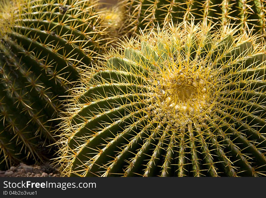 Thorny Cactus Growing on Southwest Desert Floor