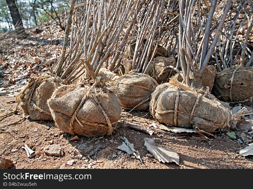 Bushes prepared for planting in a public garden