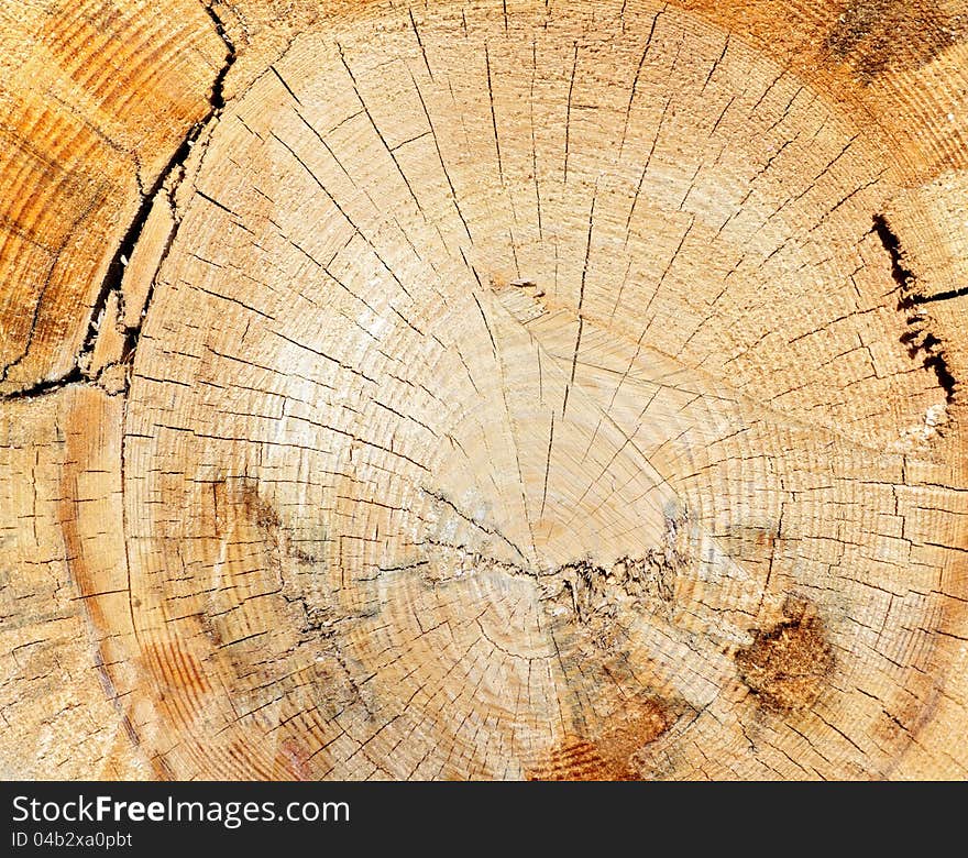 Tree stump with cracks, annual rings and traces of sawing. Tree stump with cracks, annual rings and traces of sawing