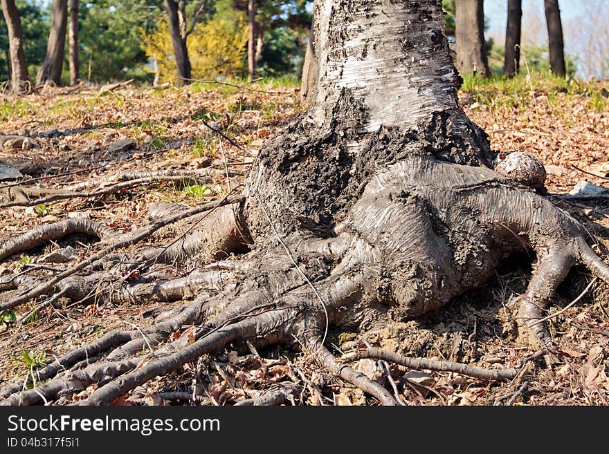 Birch trunk with roots and knag in a forest with plants on background. Birch trunk with roots and knag in a forest with plants on background