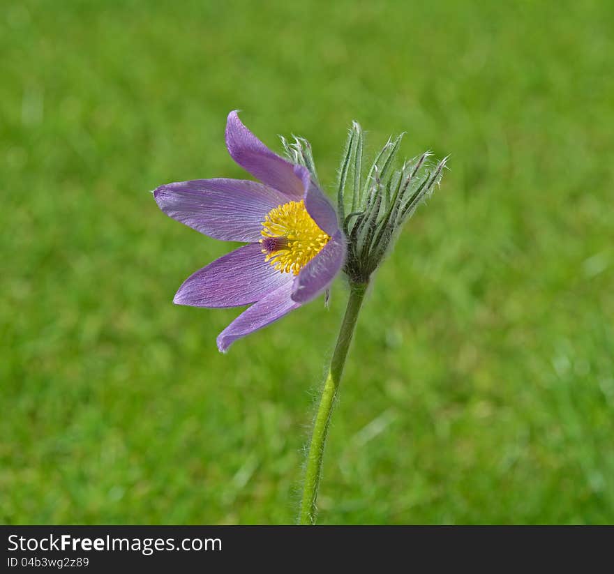 Wild Pasque flower in meadow