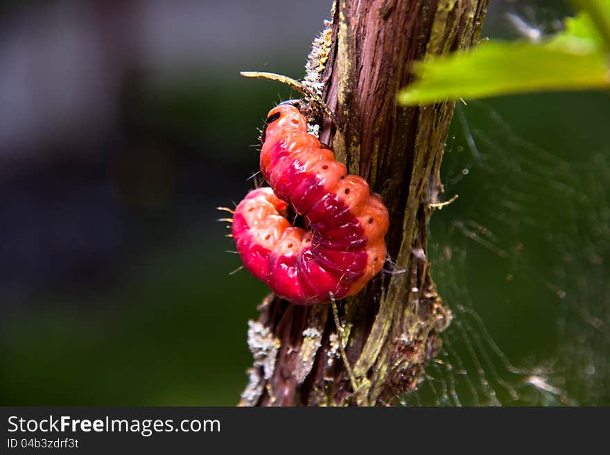 The big beautiful caterpillar sits on a grapevine