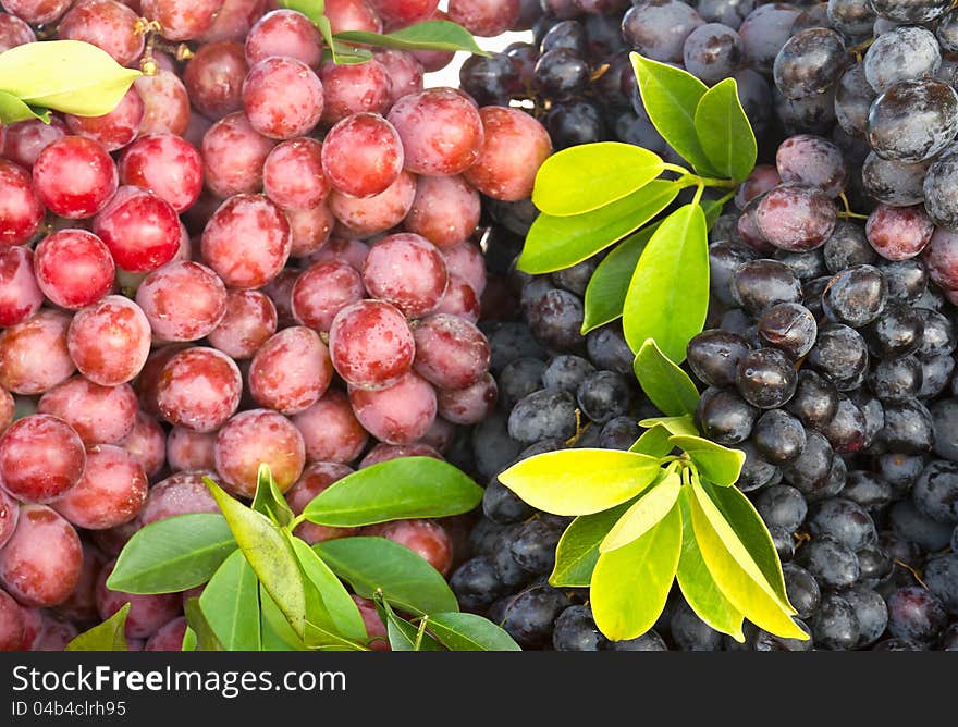 Fresh grape fruit