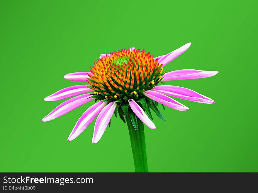 Purple echinacea on a green background