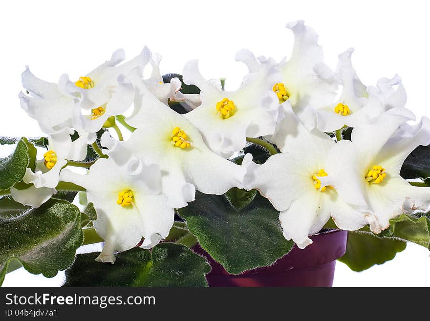 Photo of white violets with gold on a white background.