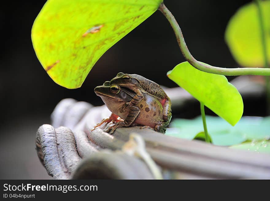 Love frogs