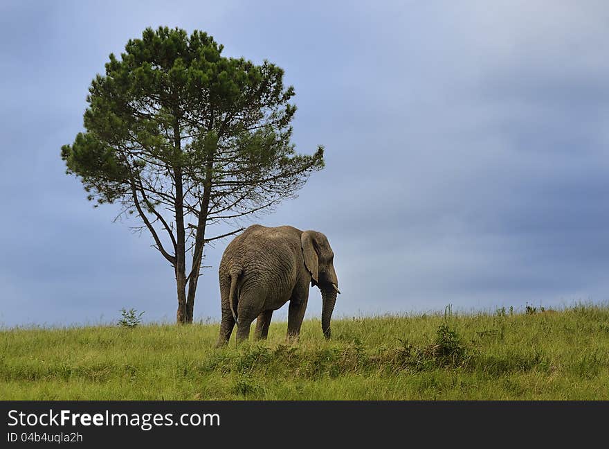 Lone Elephant