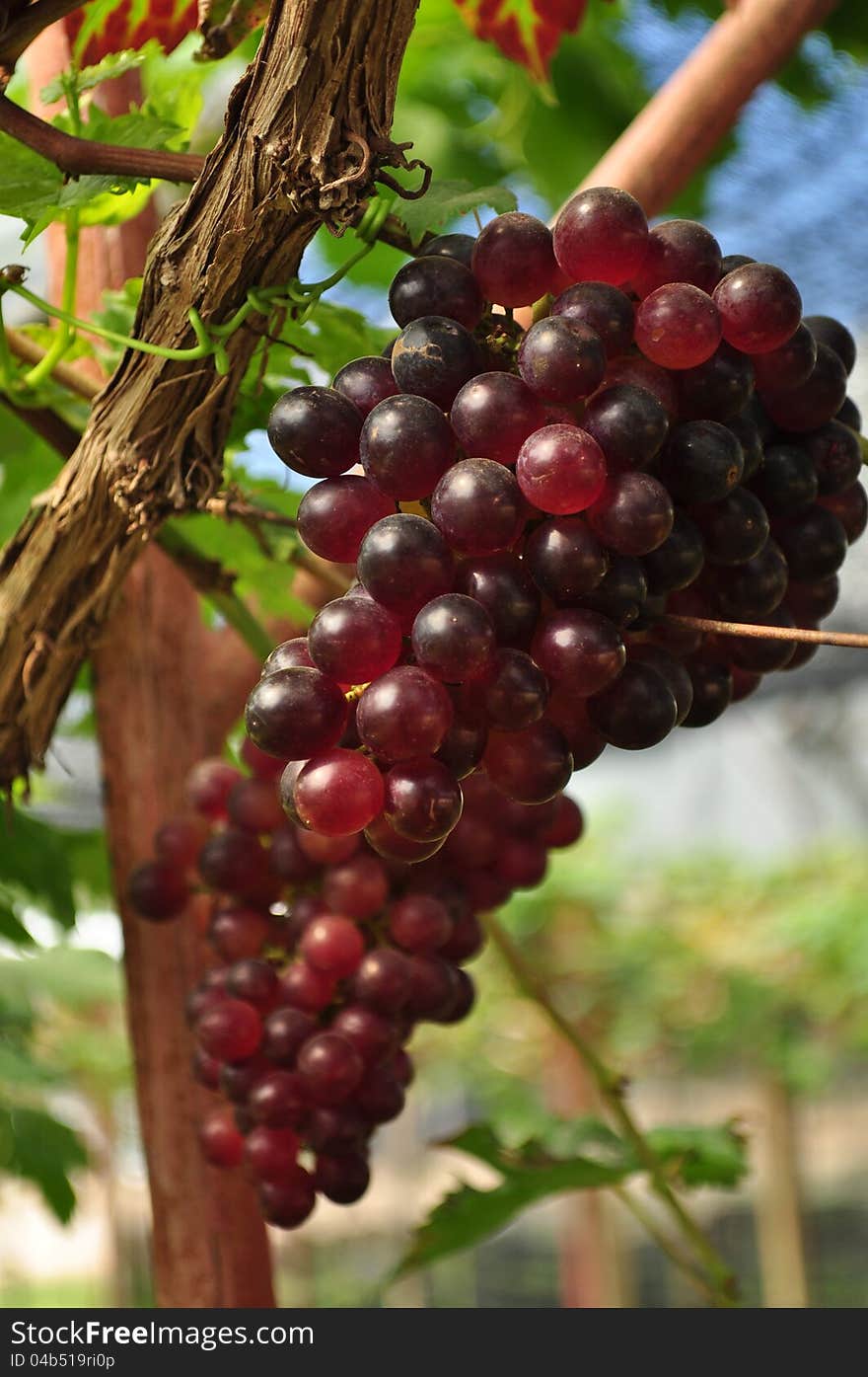 Closed up grape in a grape yard Thailand. Closed up grape in a grape yard Thailand