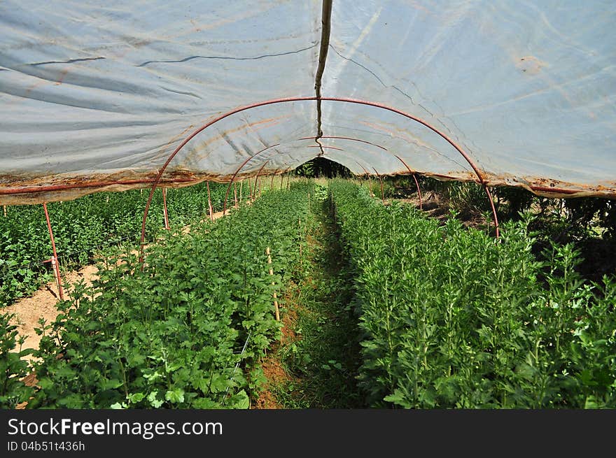 Flower Nursery