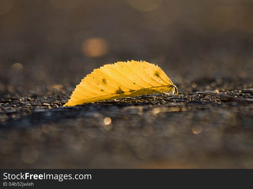 Yellow beech leaves lying on the ground