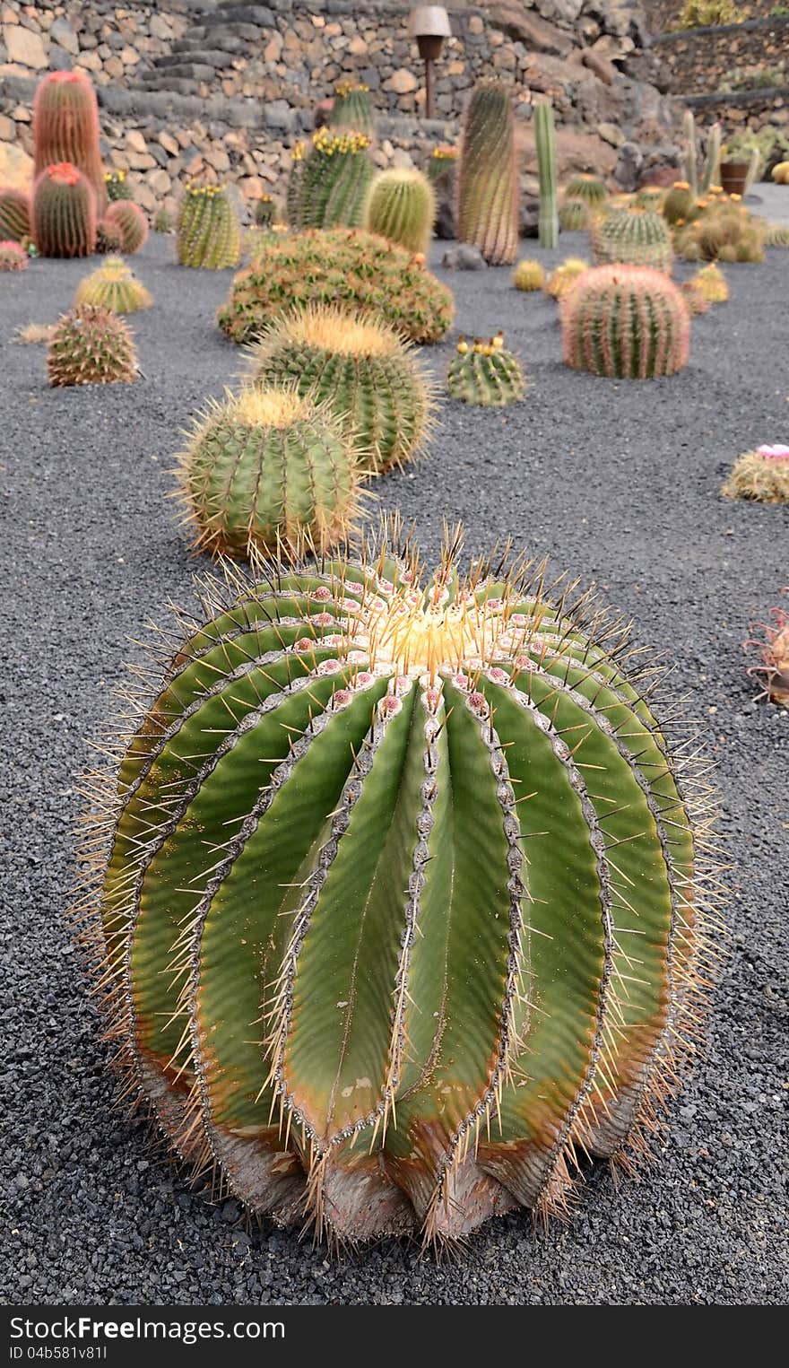 Diverse tropical cacti in Lanzarote park. Diverse tropical cacti in Lanzarote park